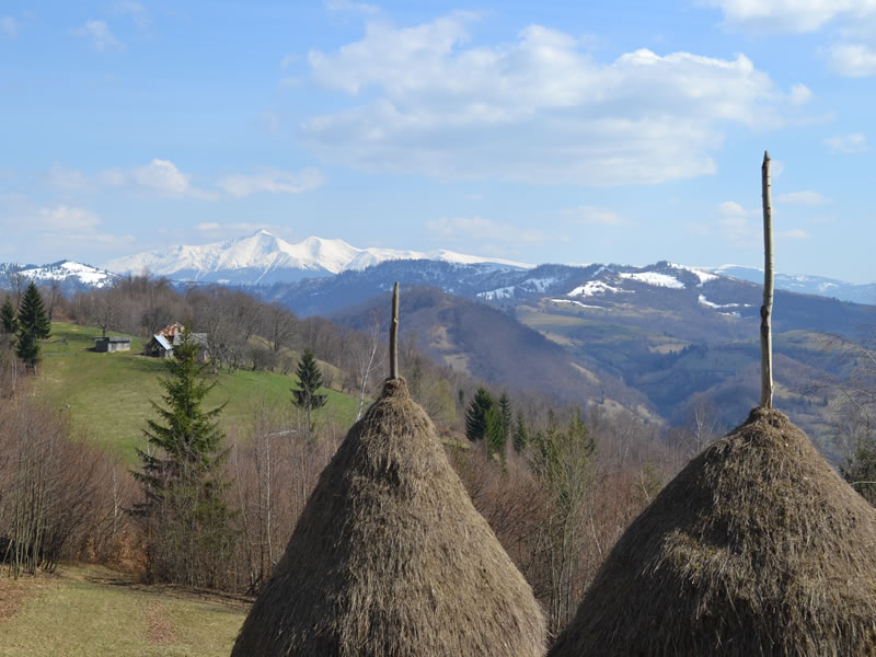 Căpițe de fân în fața crestelor înzăpezite ale Munților Maramureșului